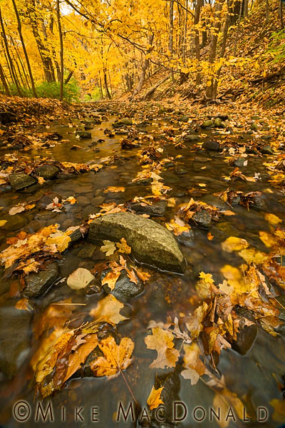Along this tranquil autumn stream at Black Partridge Woods,monsters hide in plain sight. Copyright 2012 Mike MacDonald Photography, Inc.—All Rights Reserved. Please contact Mike MacDonald Photography for Legal Permission to use image or text.