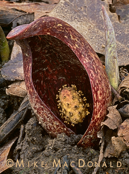 The maroon spathe of skunk cabbage blends with leaf litter on the woodland floor, making it difficult to find when it first emerges. However, the plant becomes more conspicuous as is grows larger and produces its unique yellow flowerhead known as a spadix. Location: Black Partridge Woods / Lemont, IL in the Cook County Forest Preserve District.