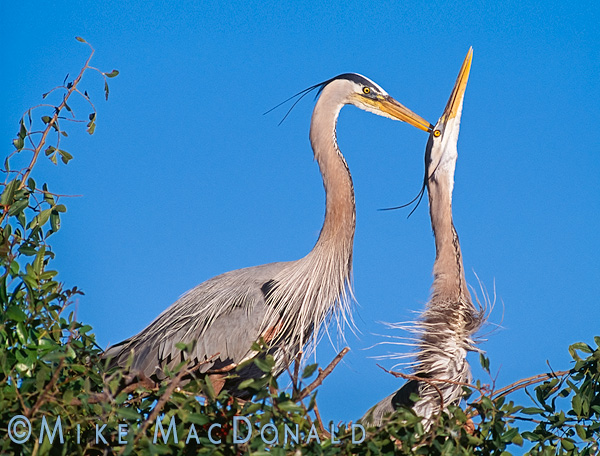 Great blue heron nesting behavior. Nature photography by Mike MacDonald.