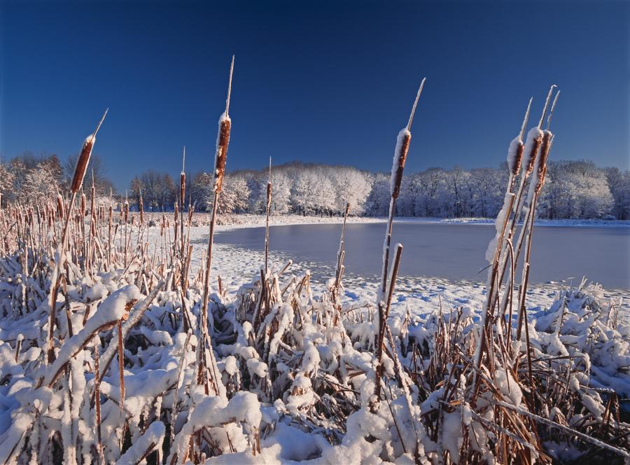 Here at Hogwash Slough in Spears Woods, the morning awoke to snow on every surface.